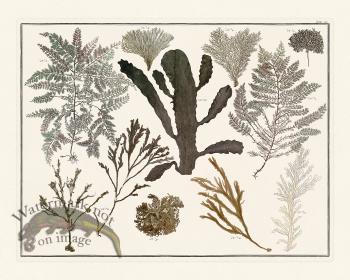 Seba B2 102 Seaweed